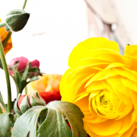 Die Italienische Feinschmecker-Glückwünsche - Tanti Auguri!